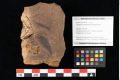 Foto (Objekt + Etikett) von Sphaeria palaeolentisti Ettingshausen (NHMW-GEO-2024-0188-0045)